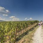 Festival Franciacorta in Cantina: save the date!